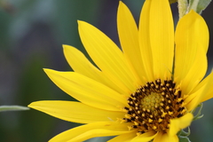 Helianthus maximiliani