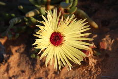 Cephalophyllum tricolorum