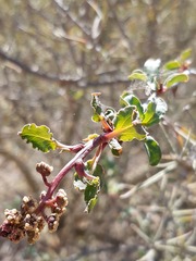 Anisomeria littoralis