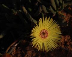 Cephalophyllum tricolorum