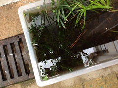 Hydrilla verticillata