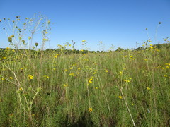 Helianthus salicifolius