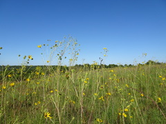 Helianthus salicifolius