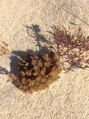 Chamaerhodos grandiflora