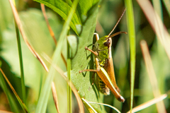 Pseudochorthippus curtipennis