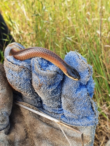 Black-naped Hooded Snake sighting