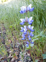 Lupinus nanus