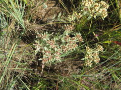 Helichrysum spiralepis