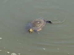Chrysemys picta bellii