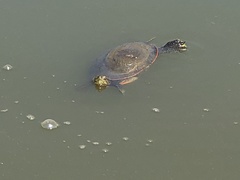 Chrysemys picta bellii