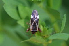 Adelphocoris reichelii