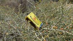 Tetraena chrysopteros