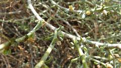 Tetraena chrysopteros