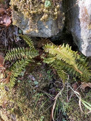 Polystichum imbricans imbricans