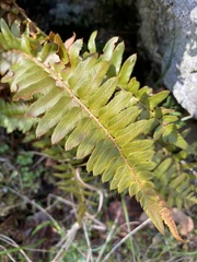 Polystichum imbricans imbricans