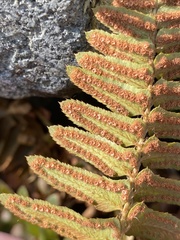 Polystichum imbricans imbricans