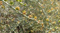 Tetraena chrysopteros