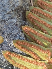 Polystichum imbricans imbricans