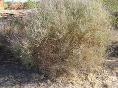 Muraltia spinosa
