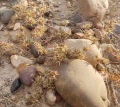 Scleropogoninae