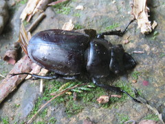 Neolucanus maximus vendli