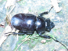 Neolucanus maximus vendli