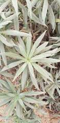 Magnoliopsida