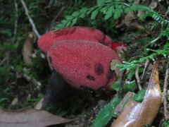 Balanophora yakushimensis