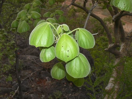 Helicopter tree (Gyrocarpus americanus)