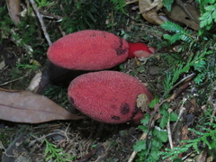 Balanophora yakushimensis