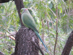 Psittacula krameri