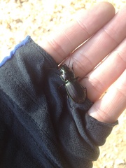 Megadromus antarcticus