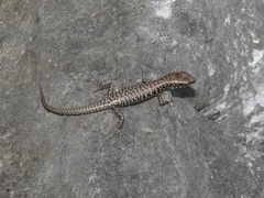 Concinnia brachysoma