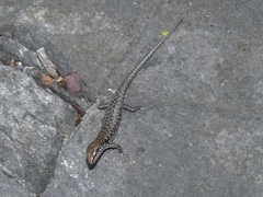 Concinnia brachysoma