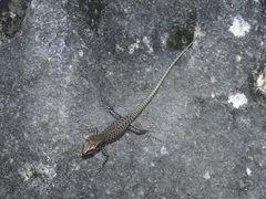 Concinnia brachysoma