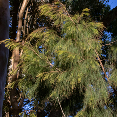 Allocasuarina torulosa