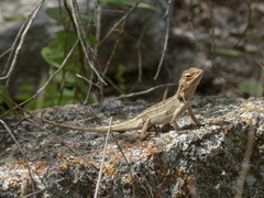 Diporiphora australis