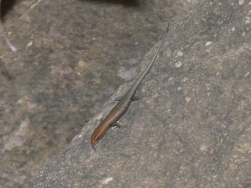 Chillagoe Litter-skink, Lygisaurus rococo