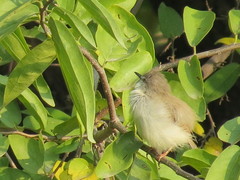 Prinia inornata