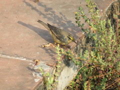 Phylloscopus griseolus