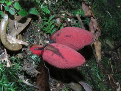 Balanophora yakushimensis