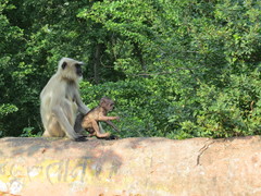 Semnopithecus entellus