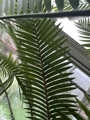 Dioon pectinatum