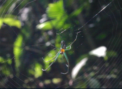 Leucauge regnyi