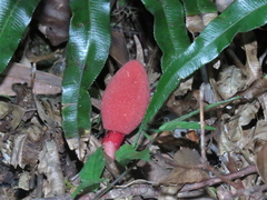 Balanophora yakushimensis