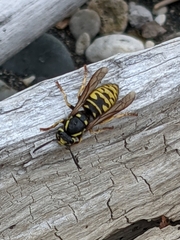 Vespula infernalis