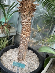 Cycas circinalis