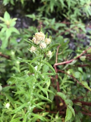 Pseudognaphalium hypoleucum