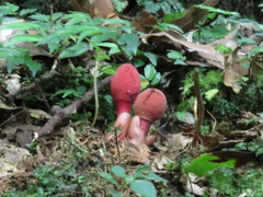 Balanophora yakushimensis