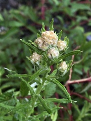 Pseudognaphalium hypoleucum